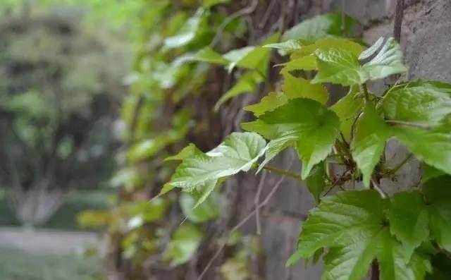 院子里常见的10种爬墙植物介绍