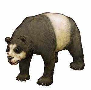 成为国宝前的大熊猫在几千年历史中是怎样的存在呢？