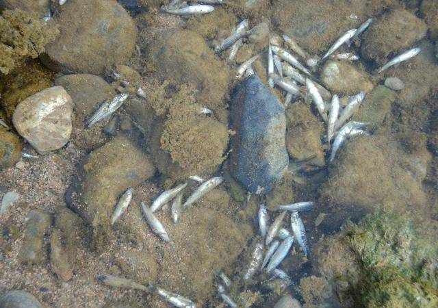 在恩施总有些人利用“鱼藤精”毒鱼，造成了严重的生态破坏！