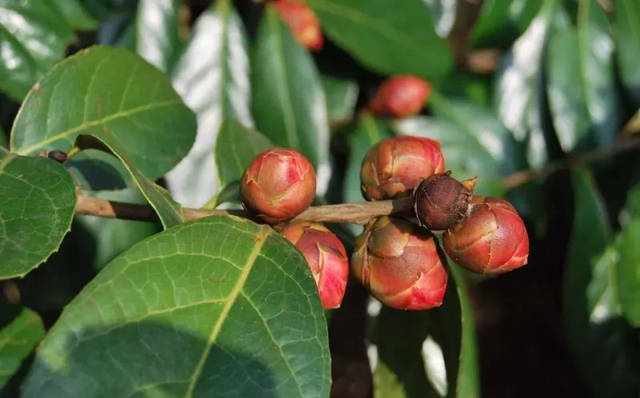 红花油茶是什么？它的种植技术又是怎样的？