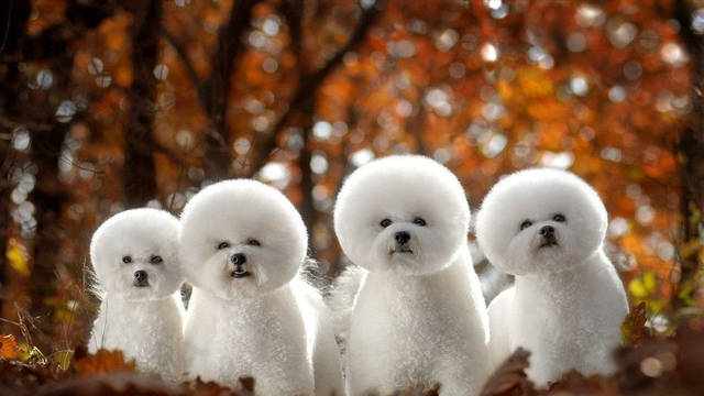 小型犬的品种及图片？什么狗最干净最好养？