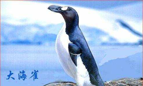 历史上的今天——1844年7月3日，大海雀灭绝。