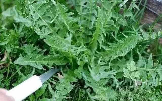 东北最有名的5种山野菜，你见过哪一种，知道它有什么作用吗