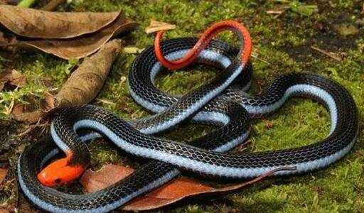 全球最漂亮的十种蛇，毒腺最大的蓝长腺珊瑚蛇