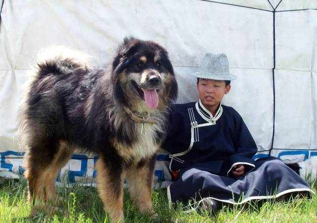 中国特有的39种“土狗”，其实都是很酷的品种犬