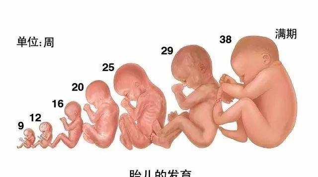 胎儿发育全程高清图，原来胎宝这样成长的！