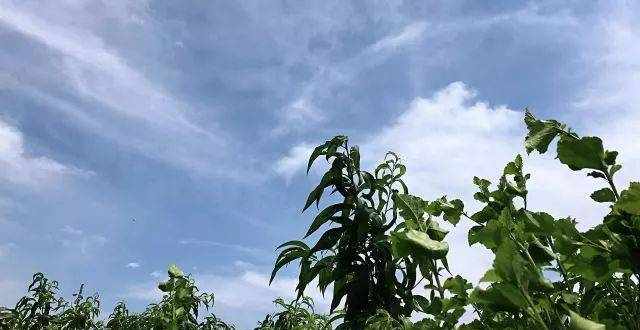 这里是凤凰水蜜桃发源地