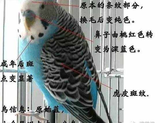 虎皮鹦鹉常见10个品种图鉴带大图
