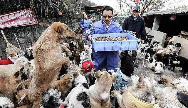 关于救助站，你可能一无所知