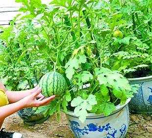 盆栽西瓜种植技术，手把手教你在家种植西瓜