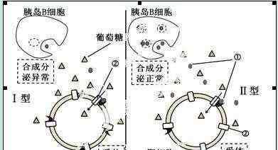 糖尿病即将被彻底治愈 在未来的几年里，医学能研制出彻底治愈糖尿病的药物吗？