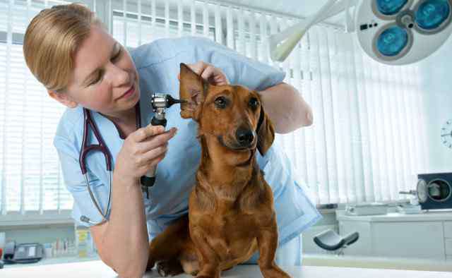 被自己家的狗咬伤了需要打疫苗吗 被自家狗狗咬伤，到底要不要及时去打疫苗？很多人都被误导了！