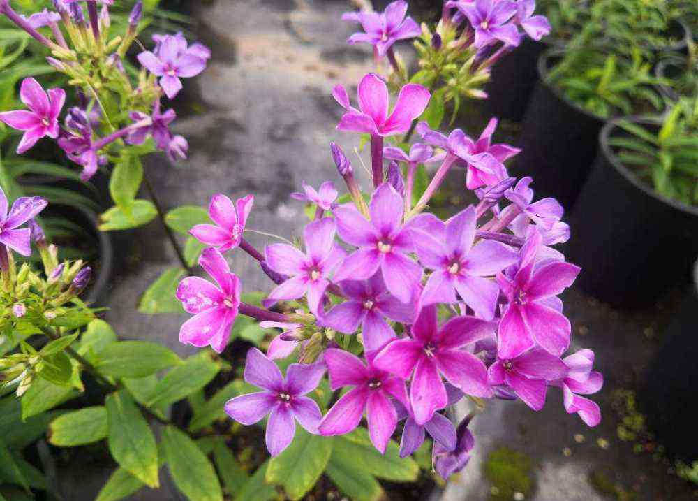 宿根福禄考 天蓝绣球开花却五彩斑斓？原名叫宿根福禄考，养着特有福气！