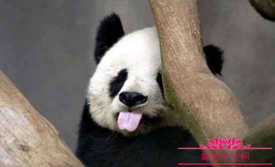 大熊猫爱吃的植物 熊猫除了吃竹子还吃什么？大熊猫是不是只有中国才有的一种动物？