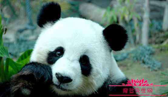 大熊猫爱吃的植物 熊猫除了吃竹子还吃什么？大熊猫是不是只有中国才有的一种动物？