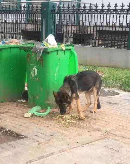 警犬吃什么狗粮 到底谁吃了警犬的狗粮？？？