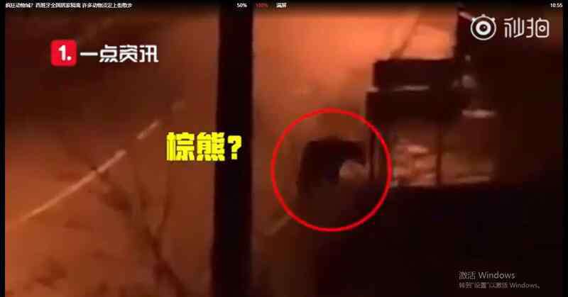 西班牙许多动物淡定上街散步 西班牙许多动物淡定上街散步，现实版疯狂动物城