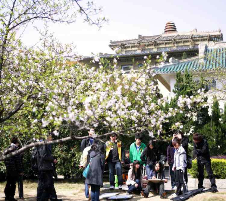 武汉大学的樱花 武汉春暖花开，武大樱花绽放