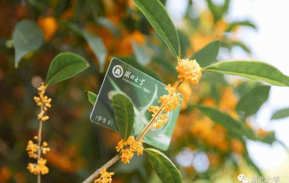 湖北大学青春飞扬 湖大四年，我们要毕业啦！