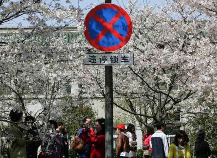 武汉大学的樱花 武汉春暖花开，武大樱花绽放
