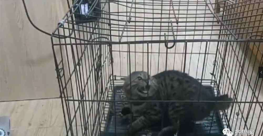 拍摄虐猫视频大学生道歉 山东理工大学拍摄虐猫视频大学生道歉：希望给我一次改过的机会