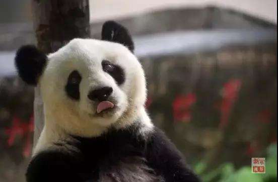 中国首次参加残奥会 亚运会吉祥物“盼盼”原型离世，她曾带给世界一个昂扬的中国
