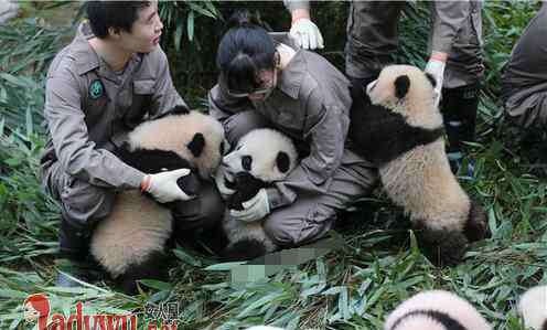 熊猫宝宝集体出街 熊猫宝宝集体出街萌翻了 36只熊猫宝宝撒娇打滚好不自在