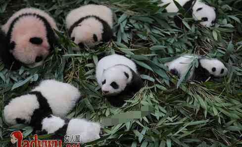 熊猫宝宝集体出街 熊猫宝宝集体出街萌翻了 36只熊猫宝宝撒娇打滚好不自在