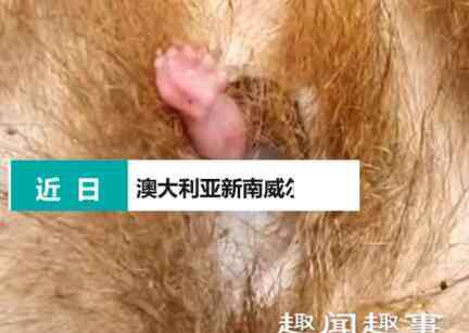袋熊 袋熊死亡后袋囊中伸出一只小手 接下来不可思议的一幕发生真相简直令人震惊