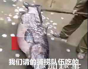 145 水库里捞出1米多长145斤重大鱼 刮鳞片场面笑喷网友