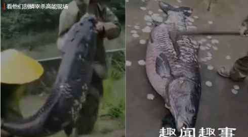 145 水库里捞出1米多长145斤重大鱼 刮鳞片场面笑喷网友