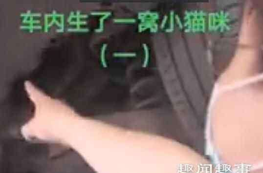 车发现 近日,北京一车主发现自家车内传出微弱叫声,急忙把车开到汽修店检查,维修员往车底一看