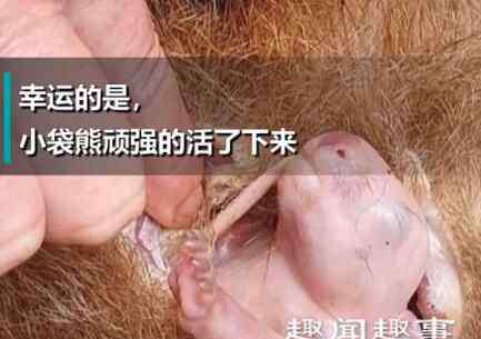 袋熊 袋熊死亡后袋囊中伸出一只小手 接下来不可思议的一幕发生真相简直令人震惊