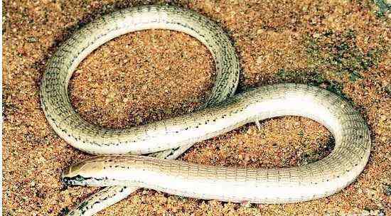 恐蛇 男子家中爬进2米长蛇 全球​最恐怖十大毒蛇排行榜