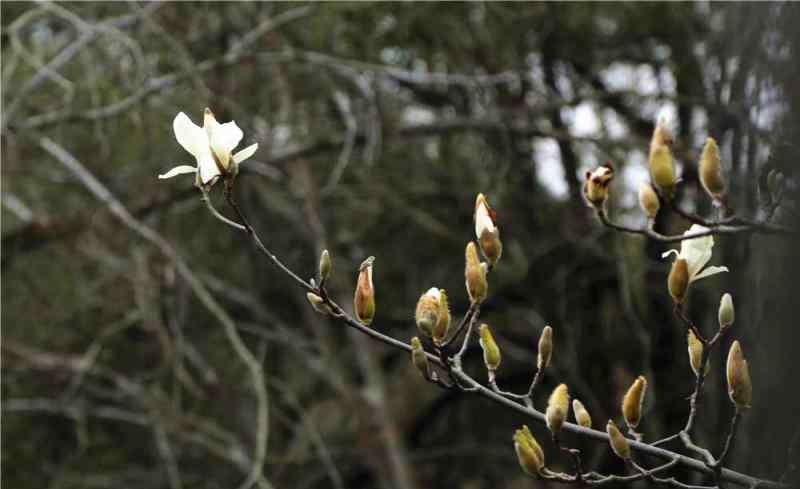 上海市市花 上海市花“醒”了！比常年提早两周多，刷新了最早开花纪录？