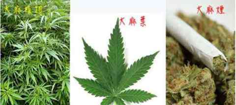 郑经翰 凉凉！黎智英今晨被拘捕，“棋子”恐变“弃子”