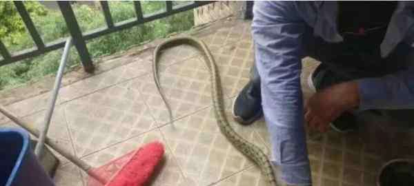 毒蛇与毒药 中国“蛇村”年售300万条毒蛇 外媒：蛇农可年入40万