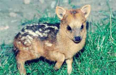 普度鹿 最小品种鹿诞生 世界最小狗品种排名