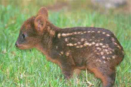 普度鹿 最小品种鹿诞生 世界最小狗品种排名