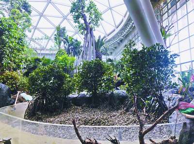武汉水质 探营世园会最“热”植物馆 哪些“展品”值得仔细观瞧