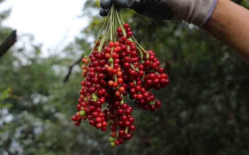 香港四照花 八月炸、山荔枝、茅栗子……上海竟有那么多种野果！采摘食用还须小心