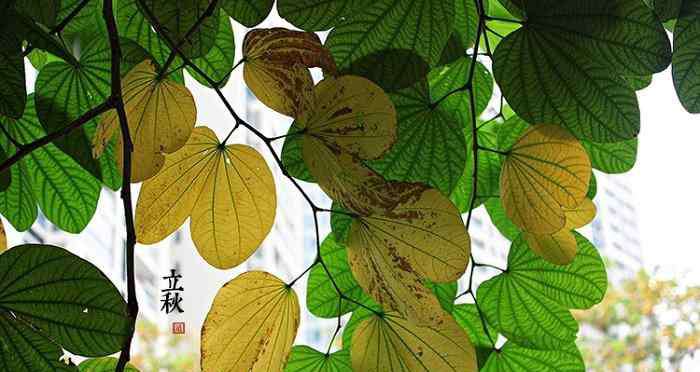 立秋代表什么 立秋是什么意思 关于描写立秋的好诗句大全