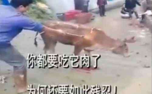 烤活牛 火烤活牛事件现场图片曝光 男子持喷火枪狂喷小黄牛