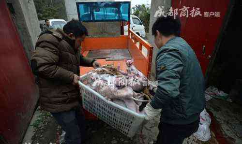 伪爱 伪爱猫人每天杀猫100只 猫肉去皮后当成兔肉卖（图）
