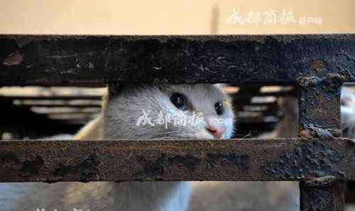 伪爱 伪爱猫人每天杀猫100只 猫肉去皮后当成兔肉卖（图）