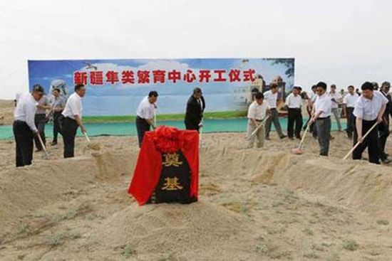 新疆阿勒泰将耗资近亿元建成一个隼类繁育研究中心