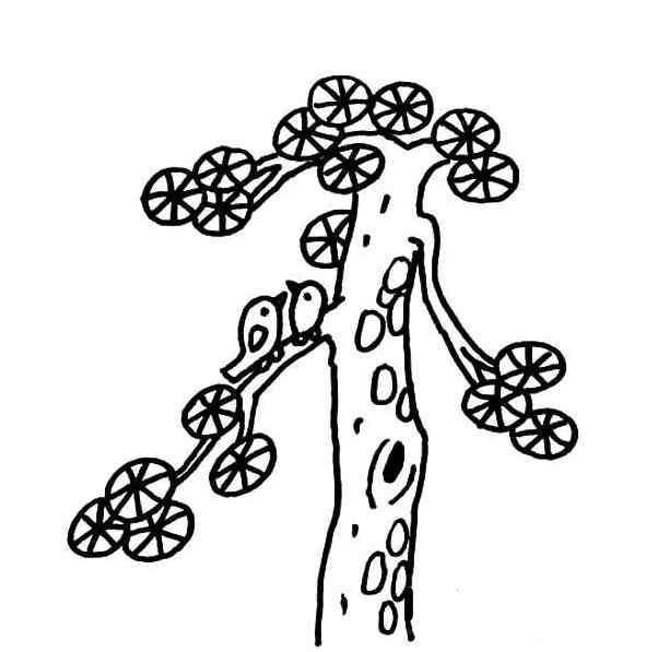 白皮松树简笔画图片