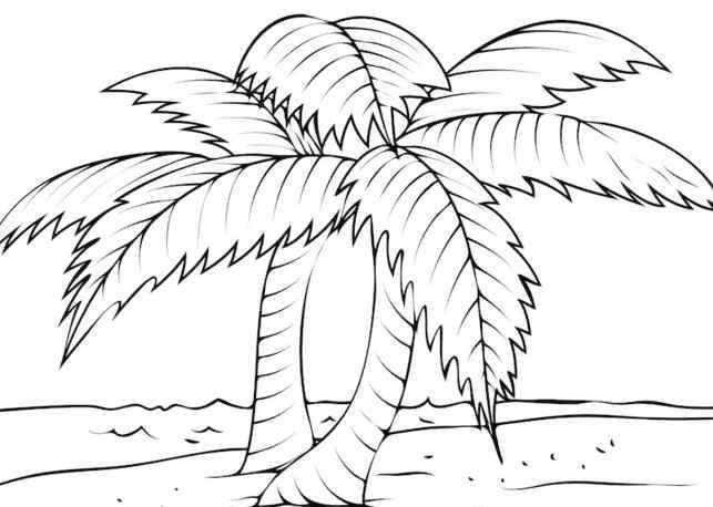 棕榈树简笔画 一步一步教你画棕榈树_棕榈树简笔画图片分享