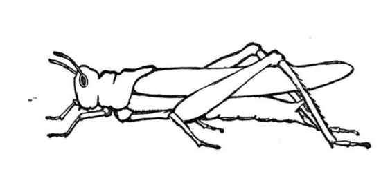 蚂蚱的简笔画 蚱蜢动物简笔画_昆虫的画法