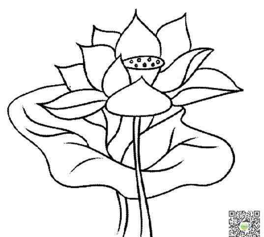 荷叶荷花简笔画 荷花与荷叶简笔画图片_荷叶儿童绘画作品图集